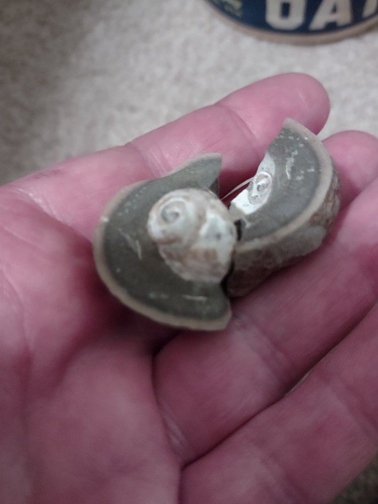 Concretion some have fossils and some dont. Very nice!!