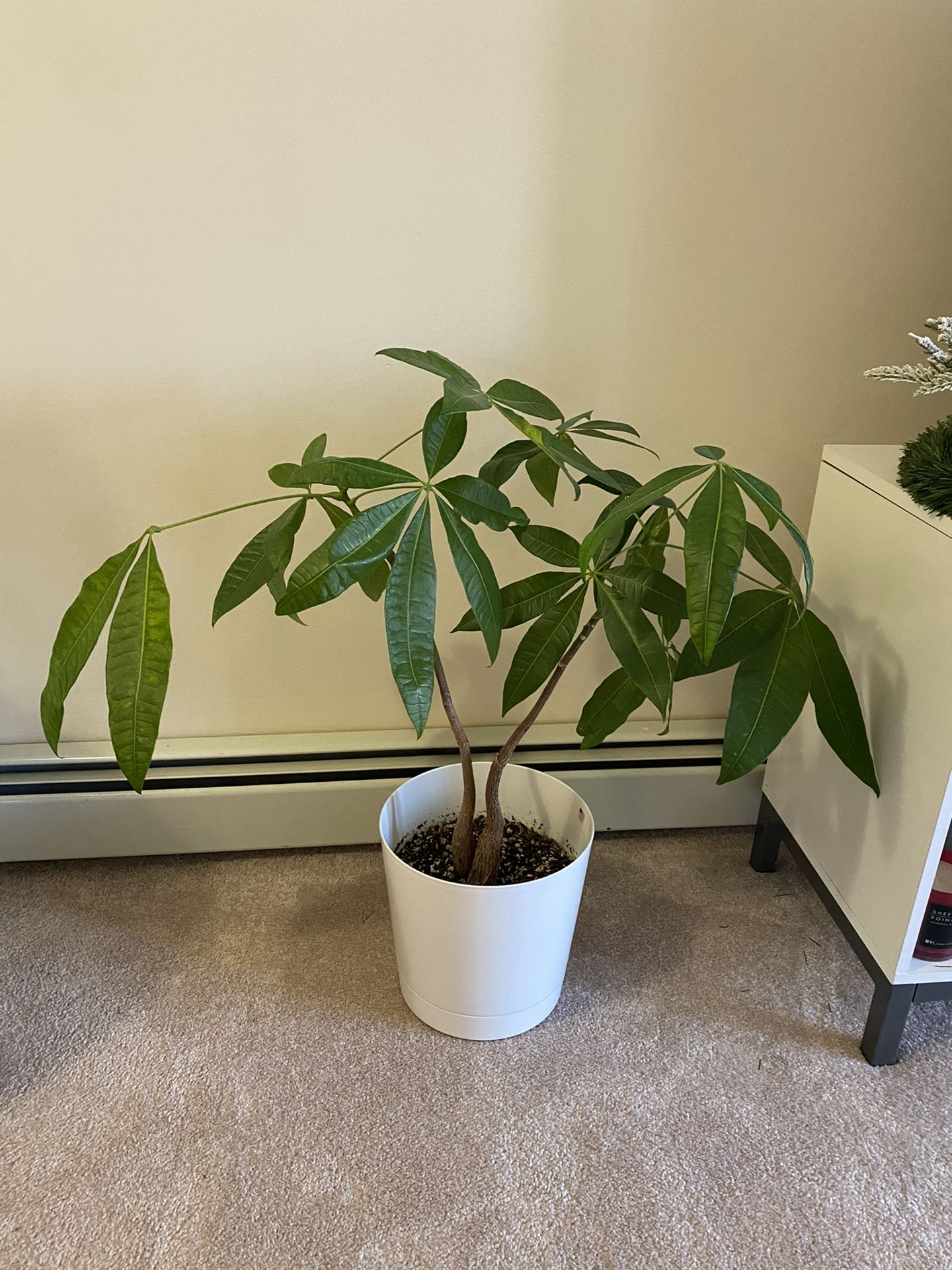 Plant