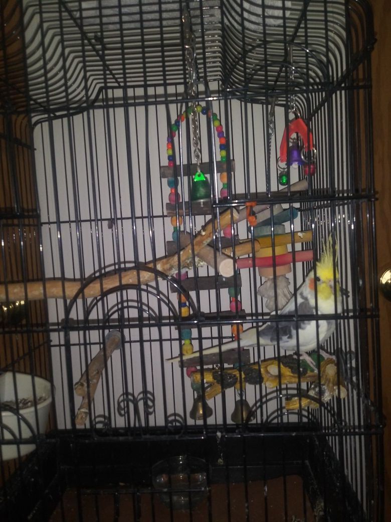 Bird... bird cage