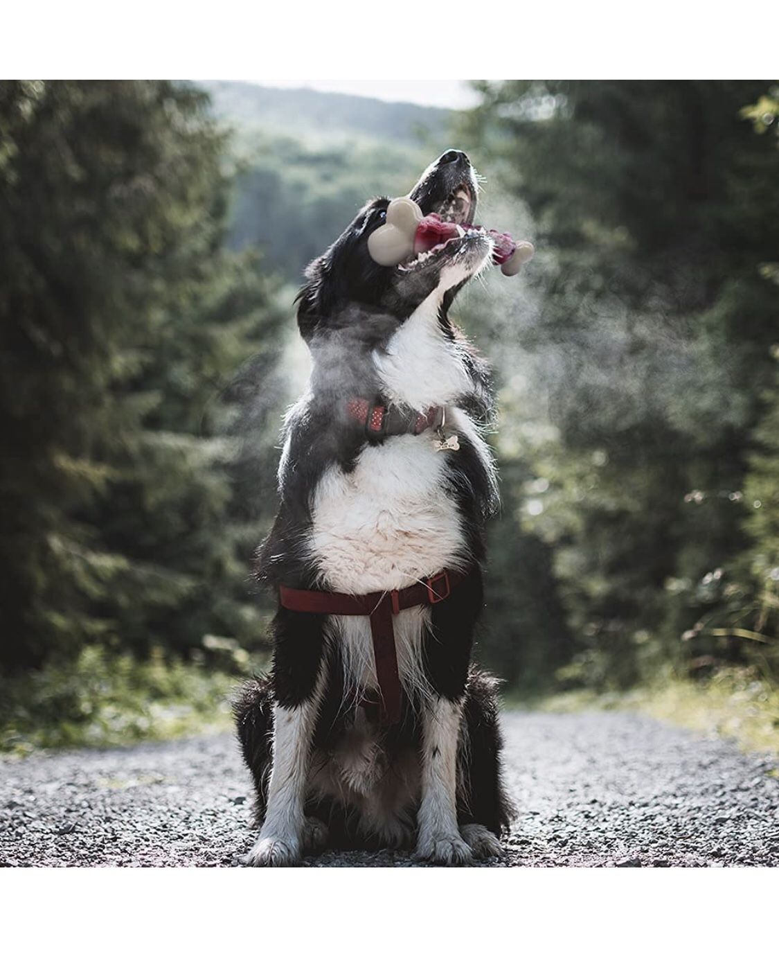 Dog Chew Toys for Aggressive Chewers