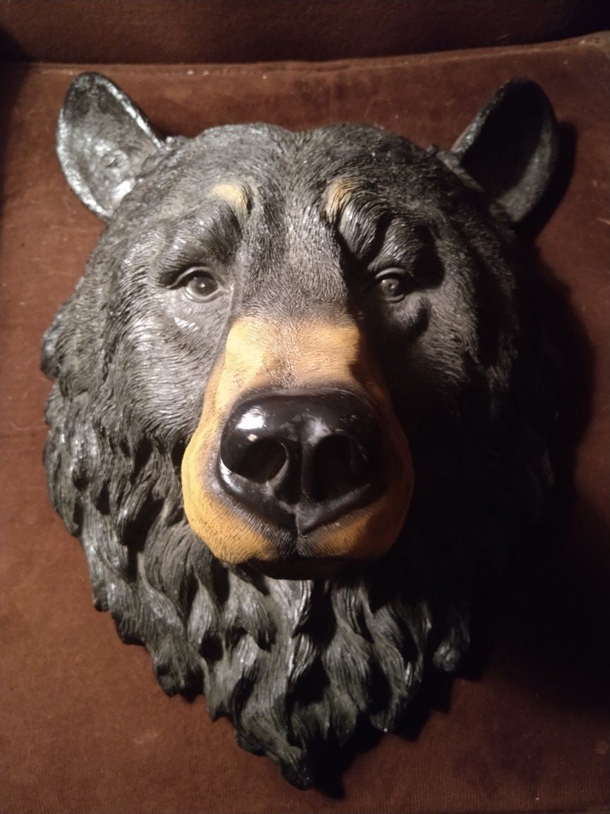 Black Bear Bust