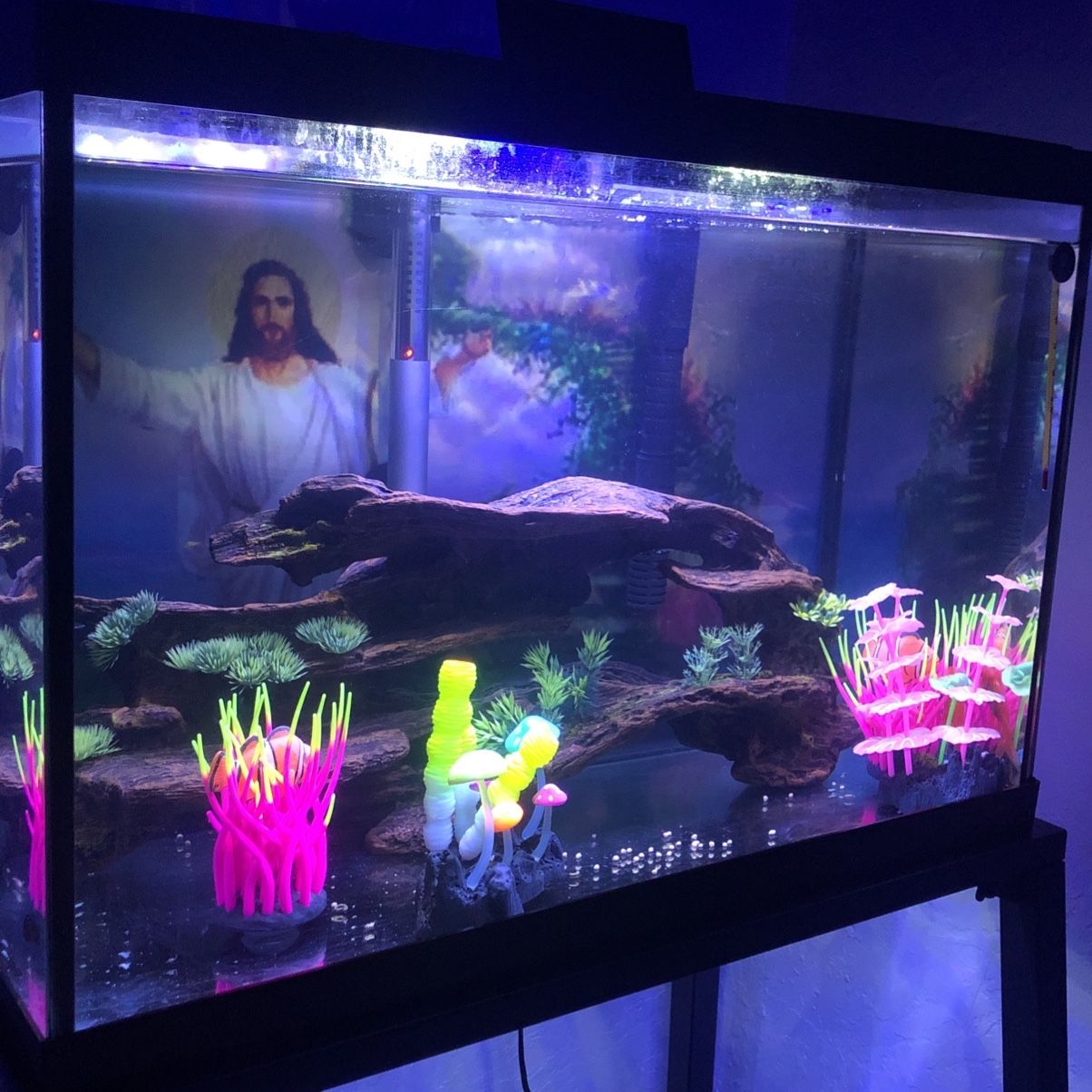 Fish Tank 20gal