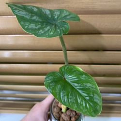 Philodendron Mamei  Thumbnail
