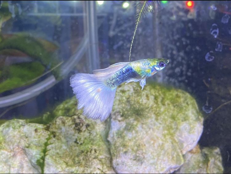 Live Baby Guppy Fish! (Rare Traited) 