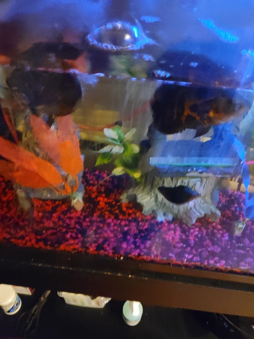 55 Gallon Tank & Stand - W/ 2 Oscars