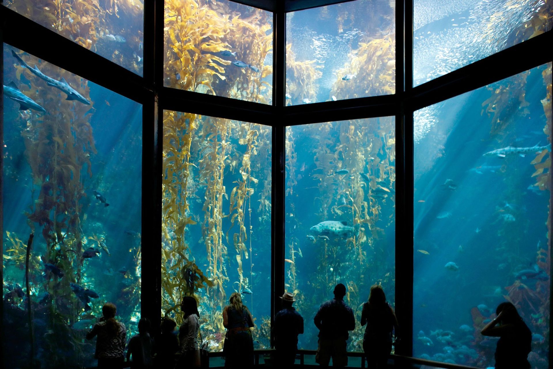 Monterey Bay Aquarium Ticket - Guest Pass