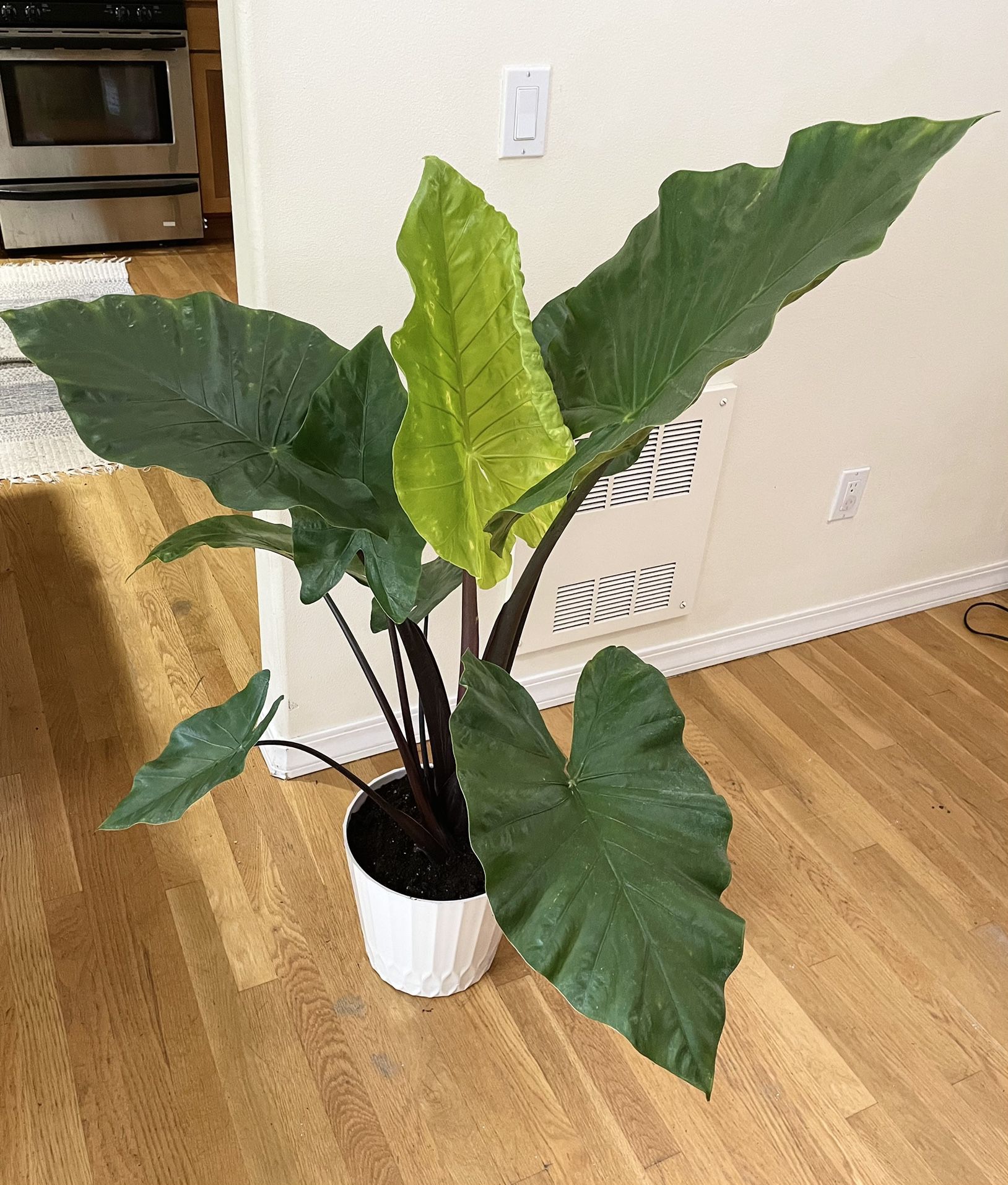 Live 5ft. Dark Star Alocasia / 2 in 1 Pot / Free Delivery Available 