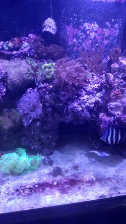 120 Gal Reef tank Thumbnail