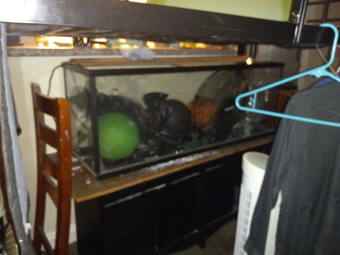 Fish Tanks And Accessories 