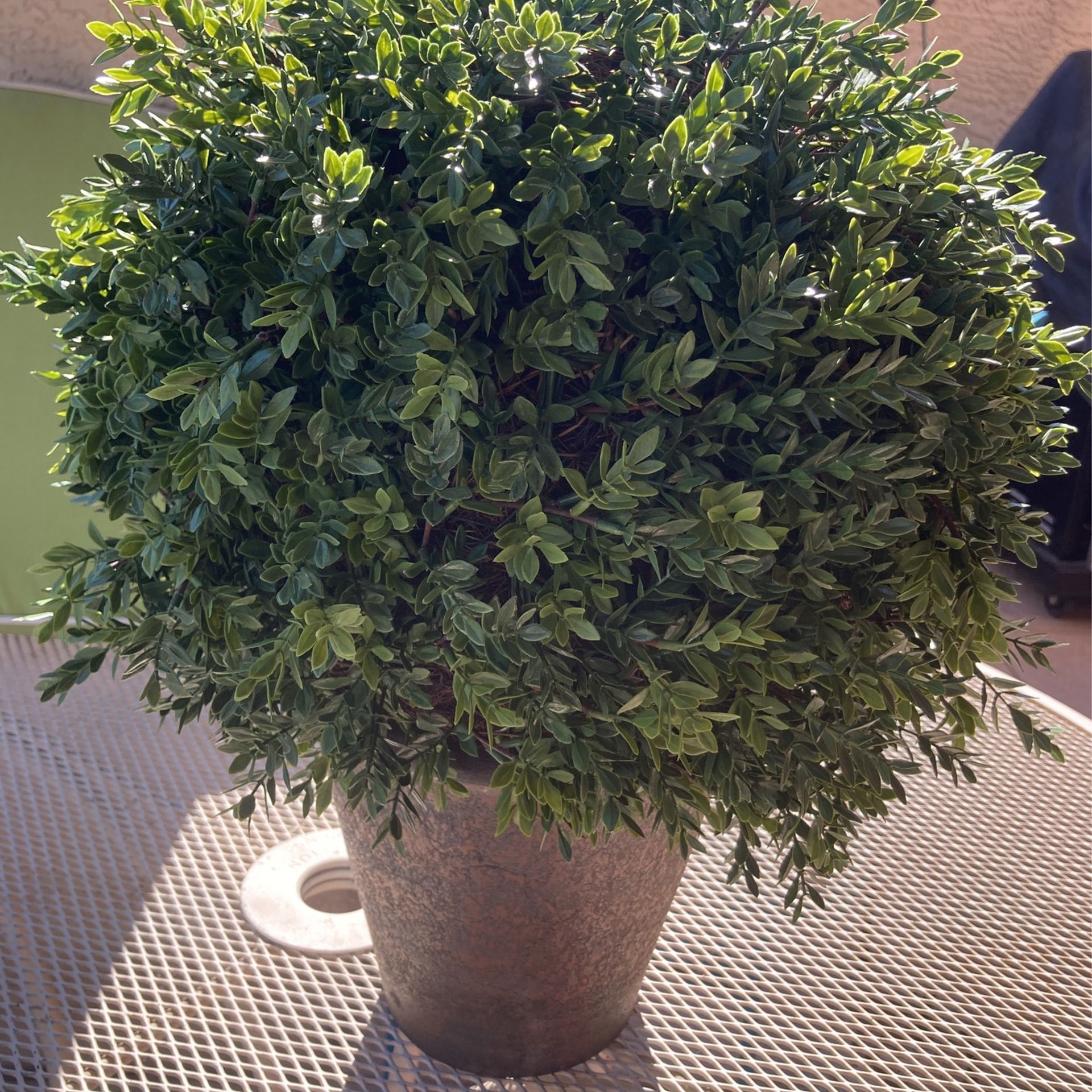 Topiary Shrub In Pot