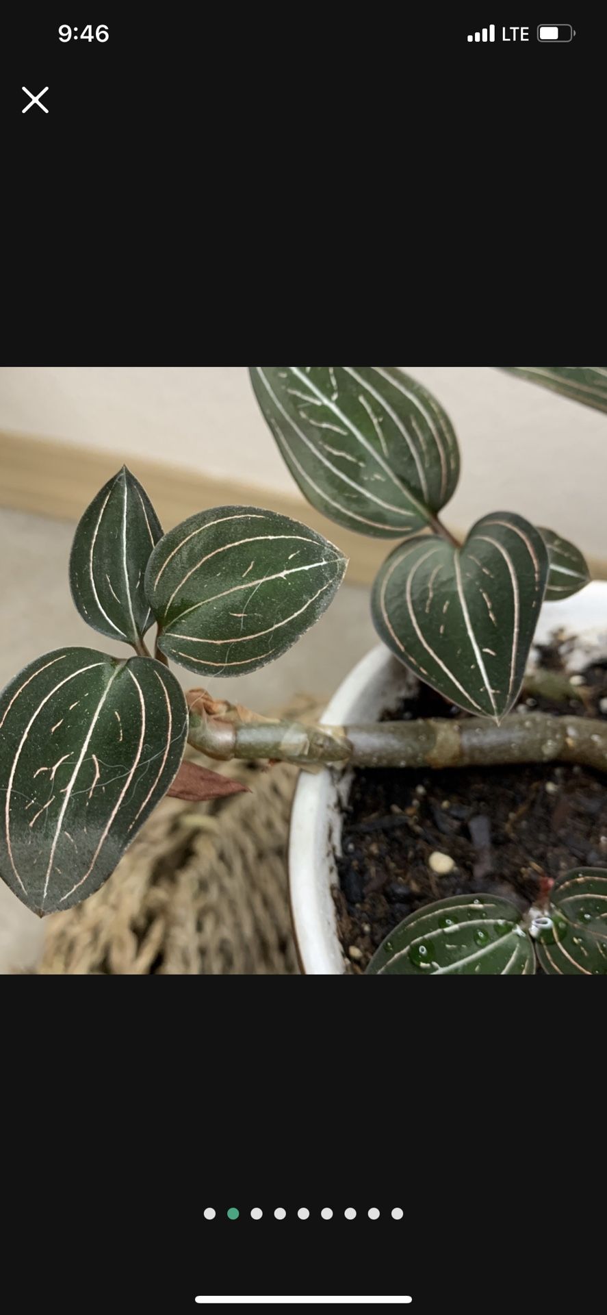 Ludisia Jewel Orchid