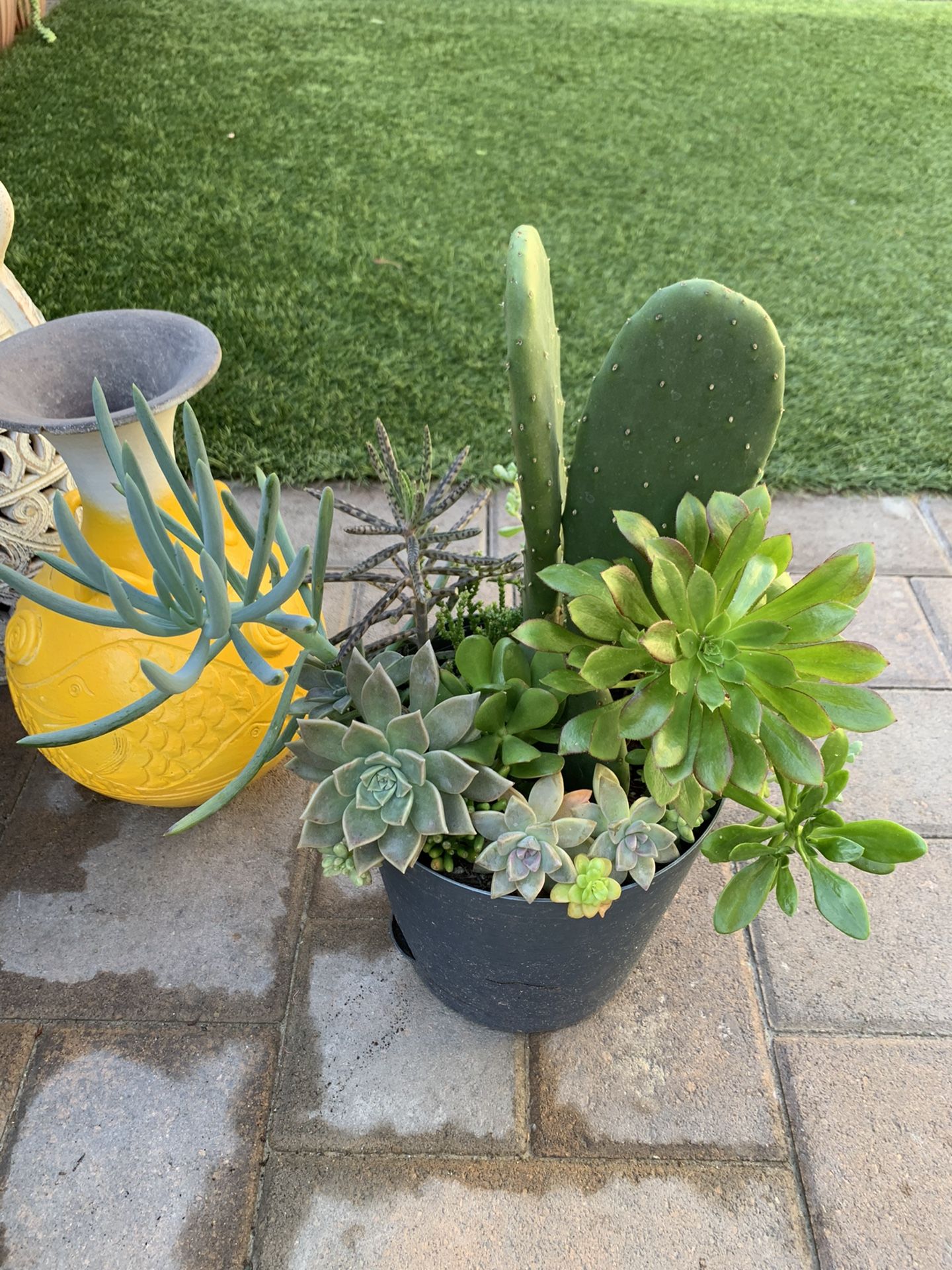 Assorted Succulent Plants Buy 5pots And Get 1 Pot Free