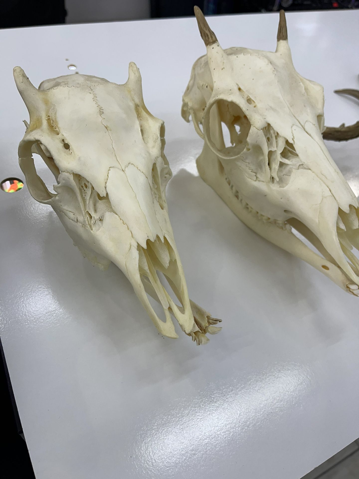 Skull Head Dear Collection