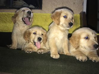 Golden Retriever Puppies For Sale In San Bernardino Ca Offerup
