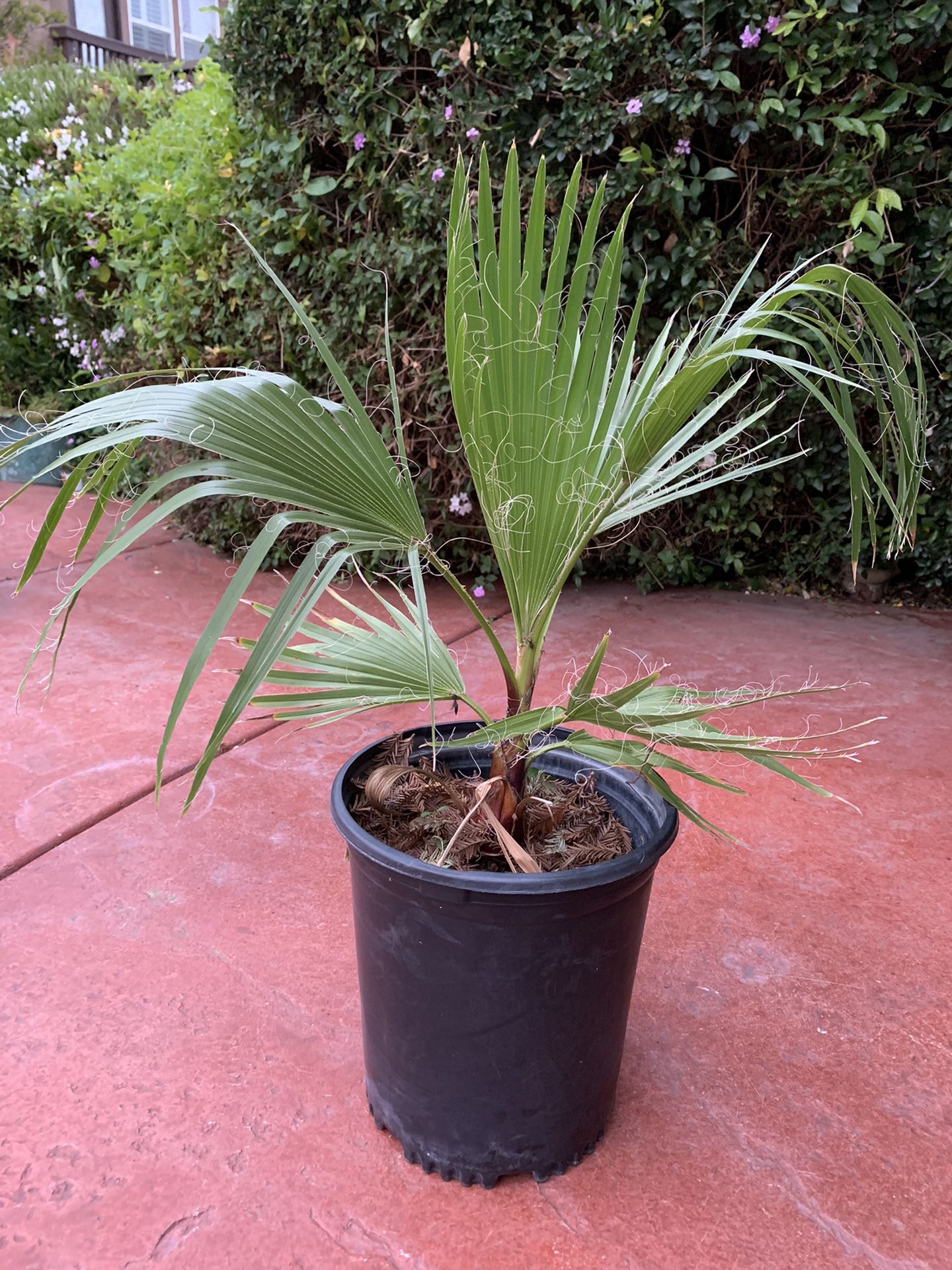 30” tall Mexican Palm Tree