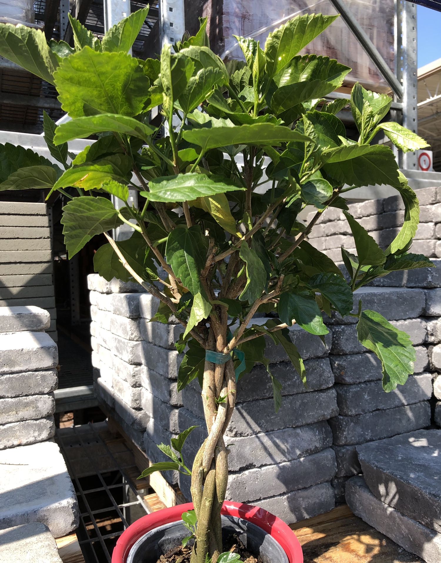 Braided Trunk Hibiscus Topiary Tree