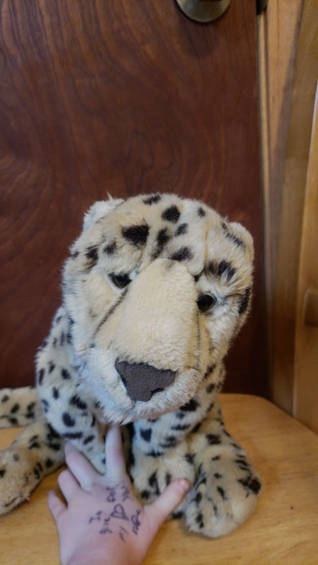 FAO cheetah