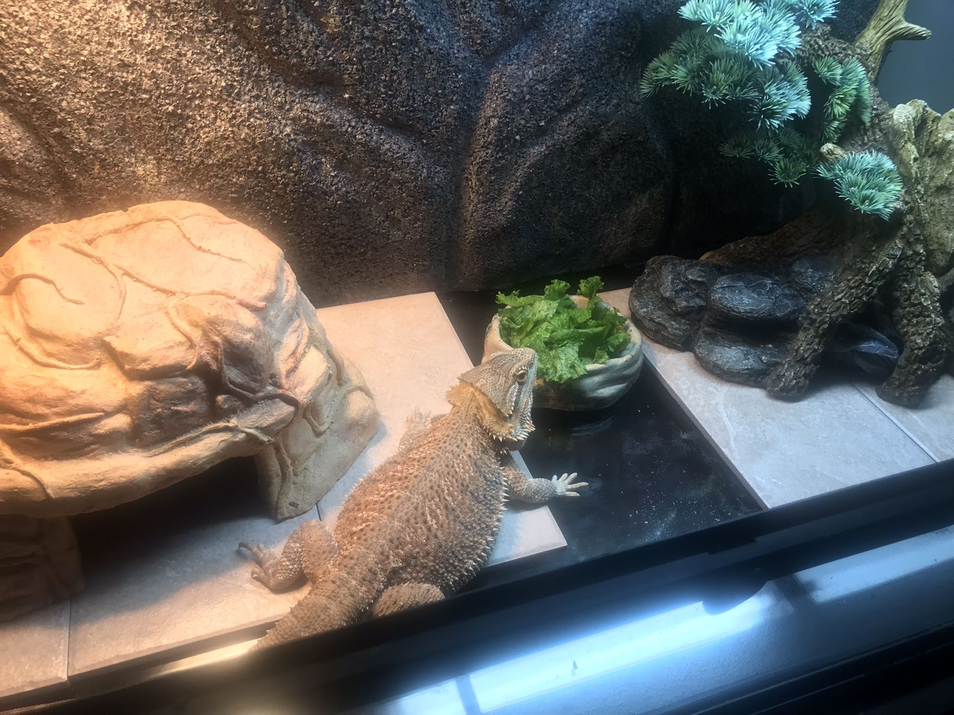 Bearded dragon (reptile, lizard) enclosure, terrarium, tank