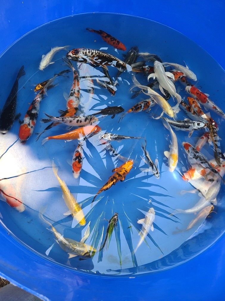 Koi