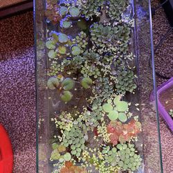 Aquarium plants for a fish tank (6 Speices Pack) Thumbnail