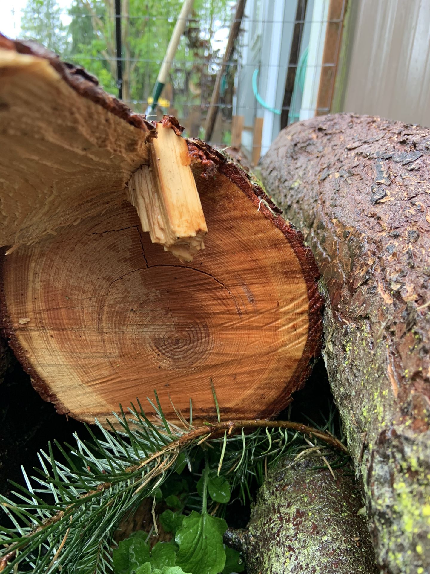 Tight grain Douglas fir, old growth wood for Sale in SedroWoolley, WA