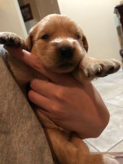 Golden Retriever Puppies For Sale In The Woodlands Tx Offerup