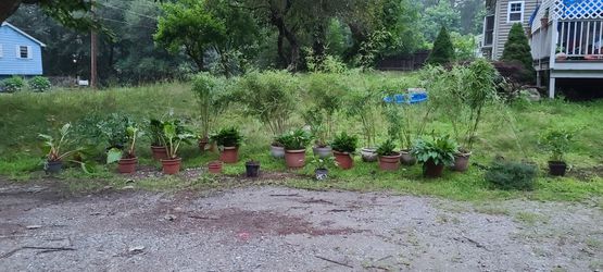Live Potted Plant Sale All Perennials Bamboo,  Water Plants, Rhubarb,  Peonies,  Hostas Thumbnail