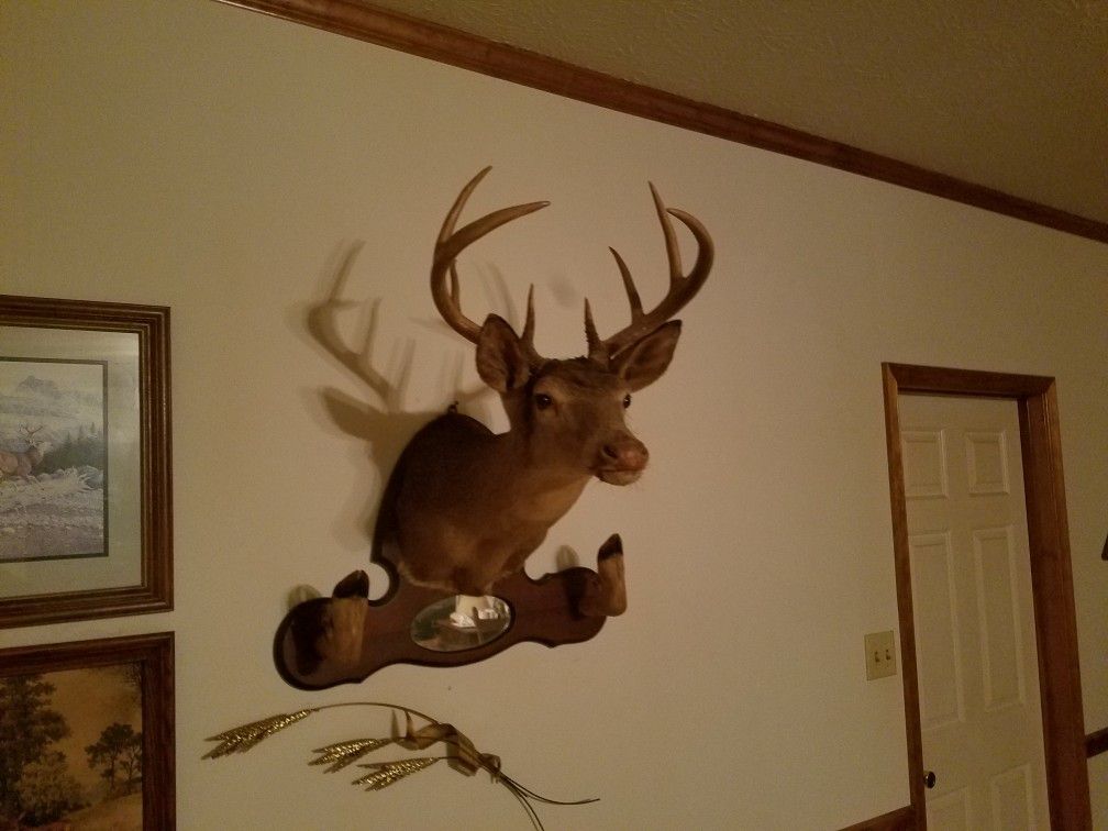 Deer Mounts