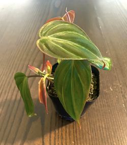 Micans Philodendron  Thumbnail