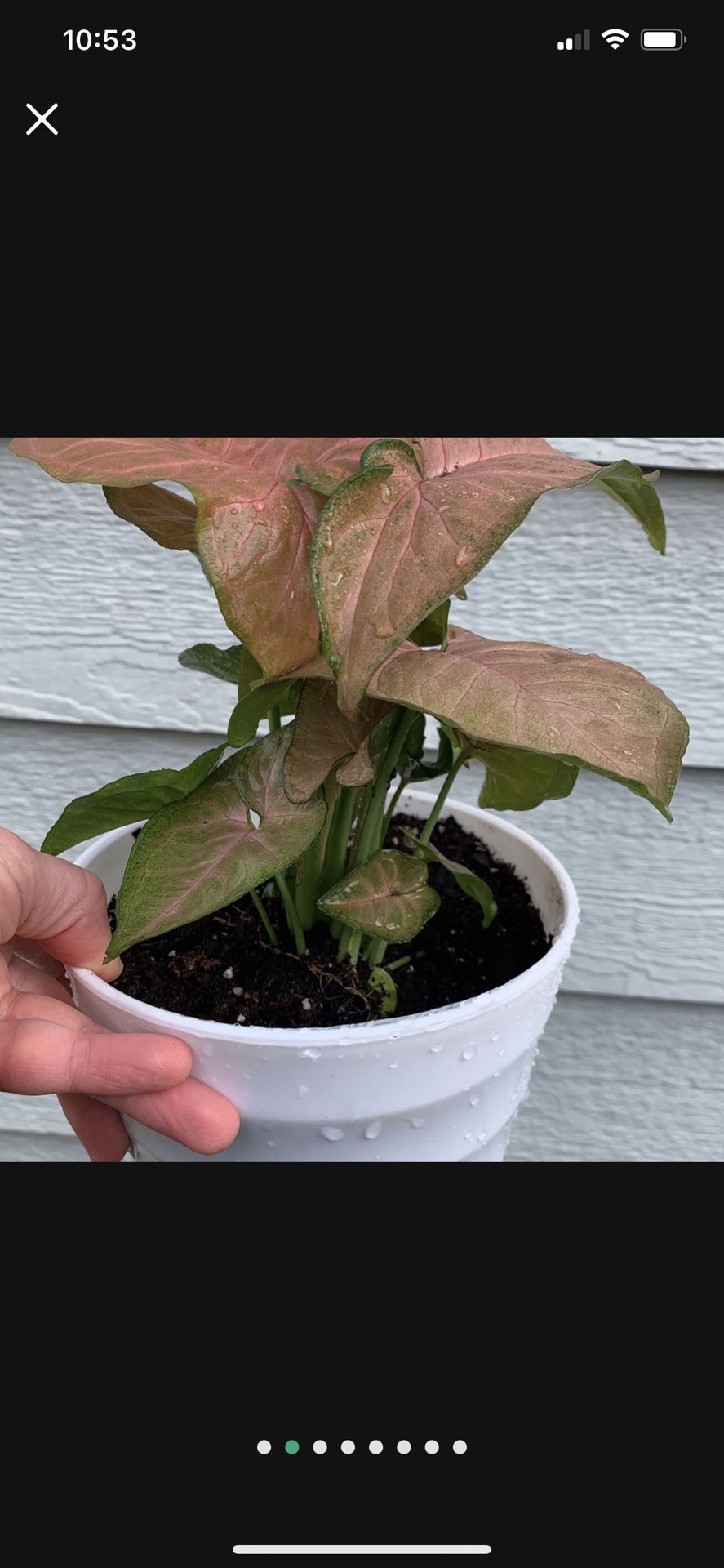 Pink Syngonium Arrowhead