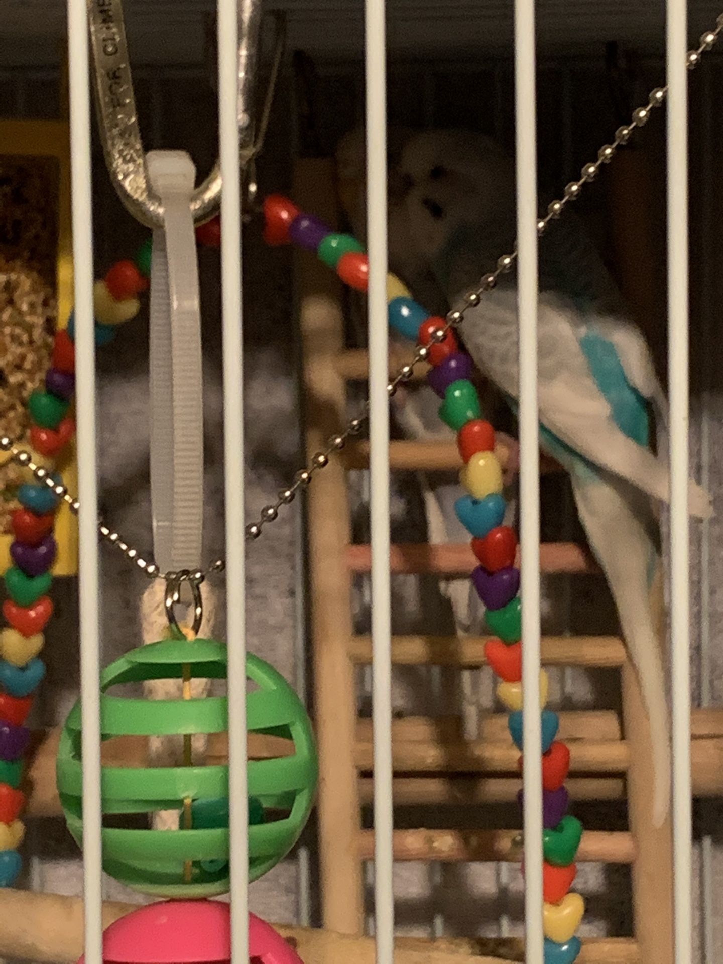 2 parakeets, the cage with stand and food