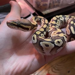 Ball Python stuffed Animal Thumbnail