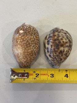 2 Beautiful Natural Sea Shells. Each Are About 3-4in X 2in Thumbnail