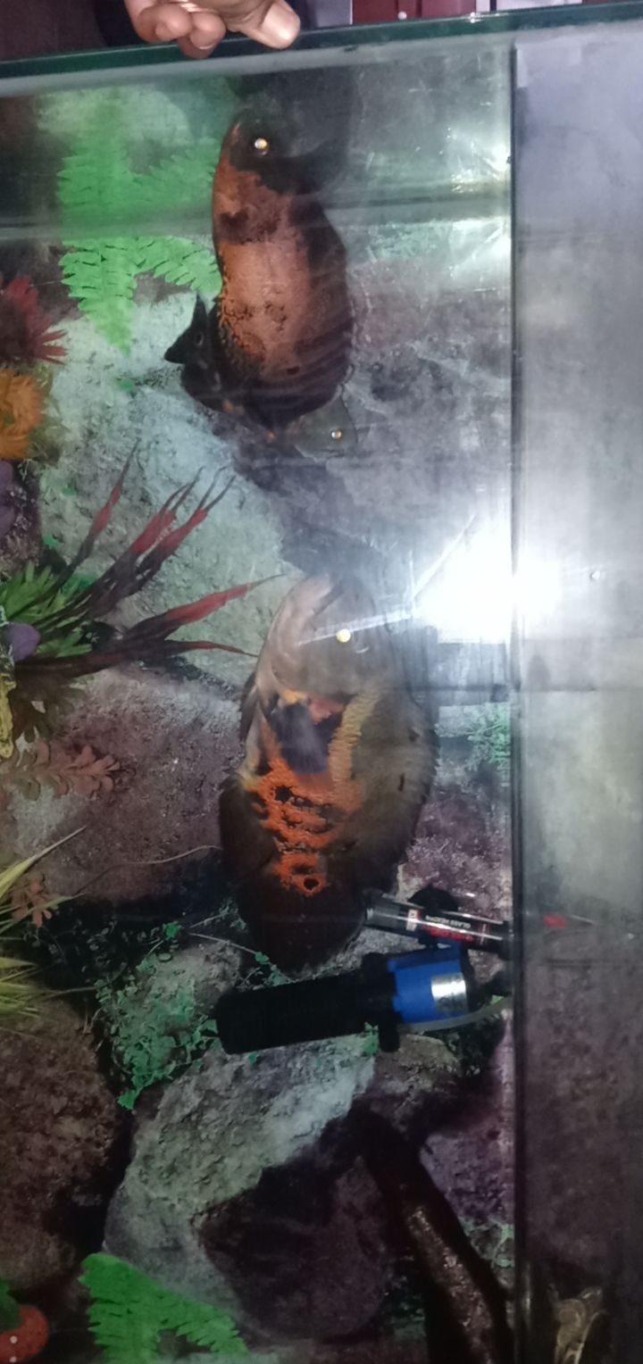 Fish Tank & Fish