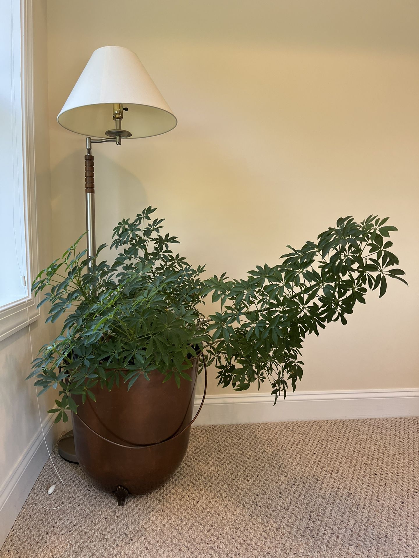 Schefflera arboricola (Dwarf Umbrella Tree) in Brass Clawfoot Pot