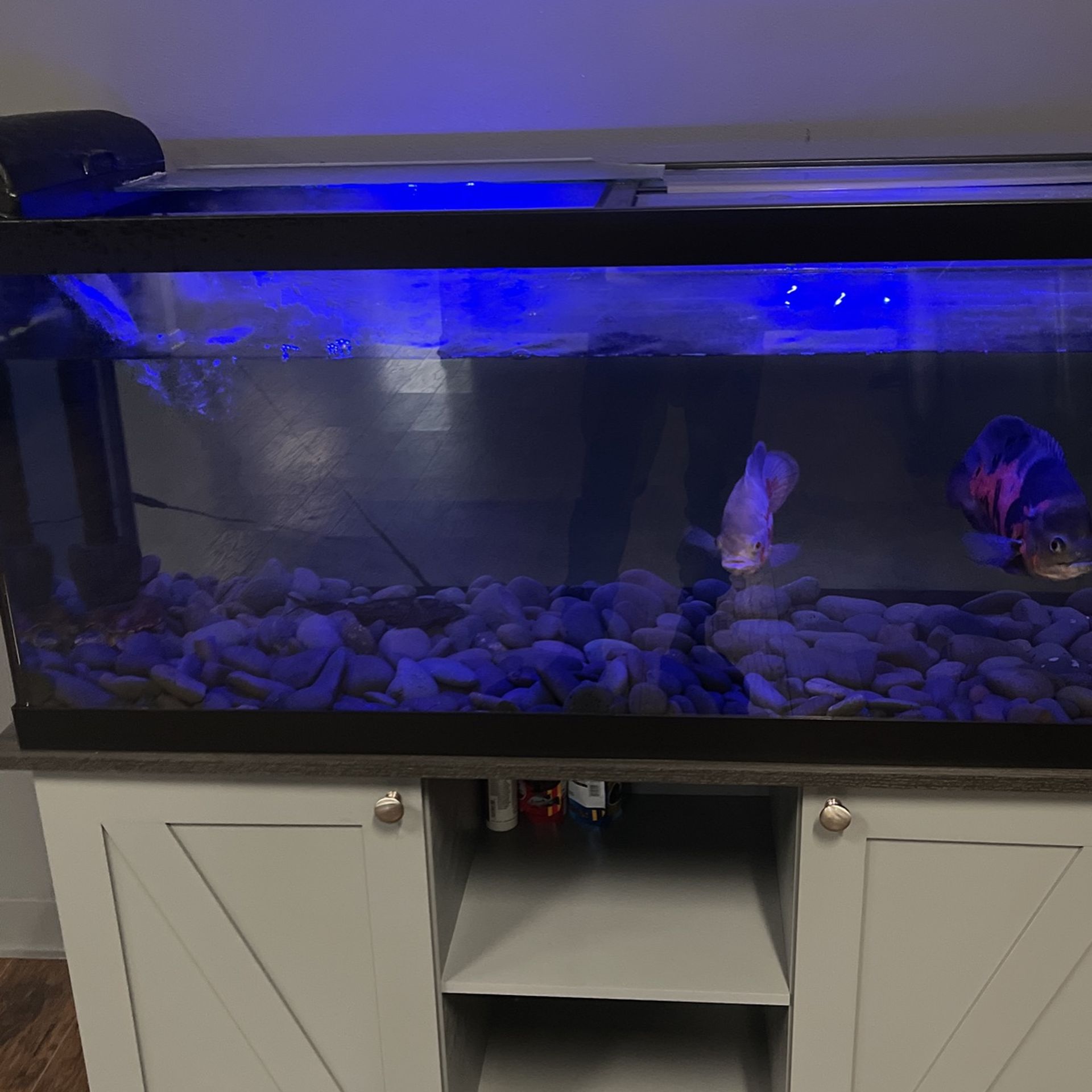 Fish Aquarium