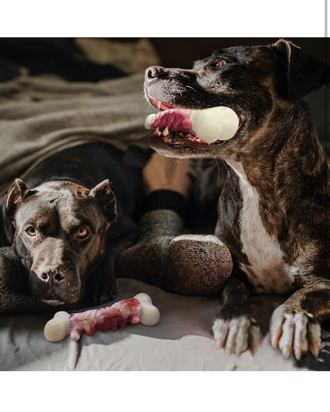 Dog Chew Toys for Aggressive Chewers