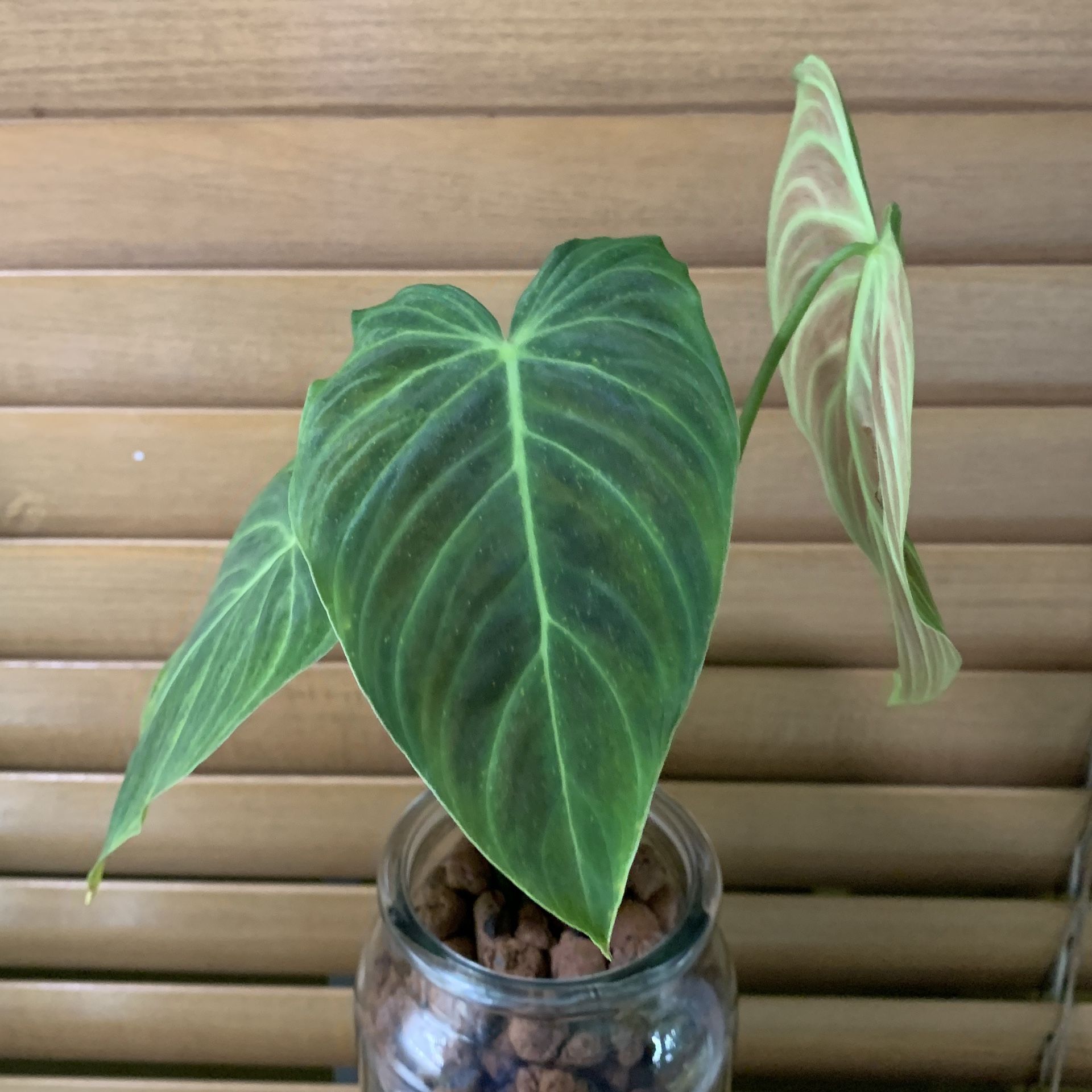 Philodendron Splendid
