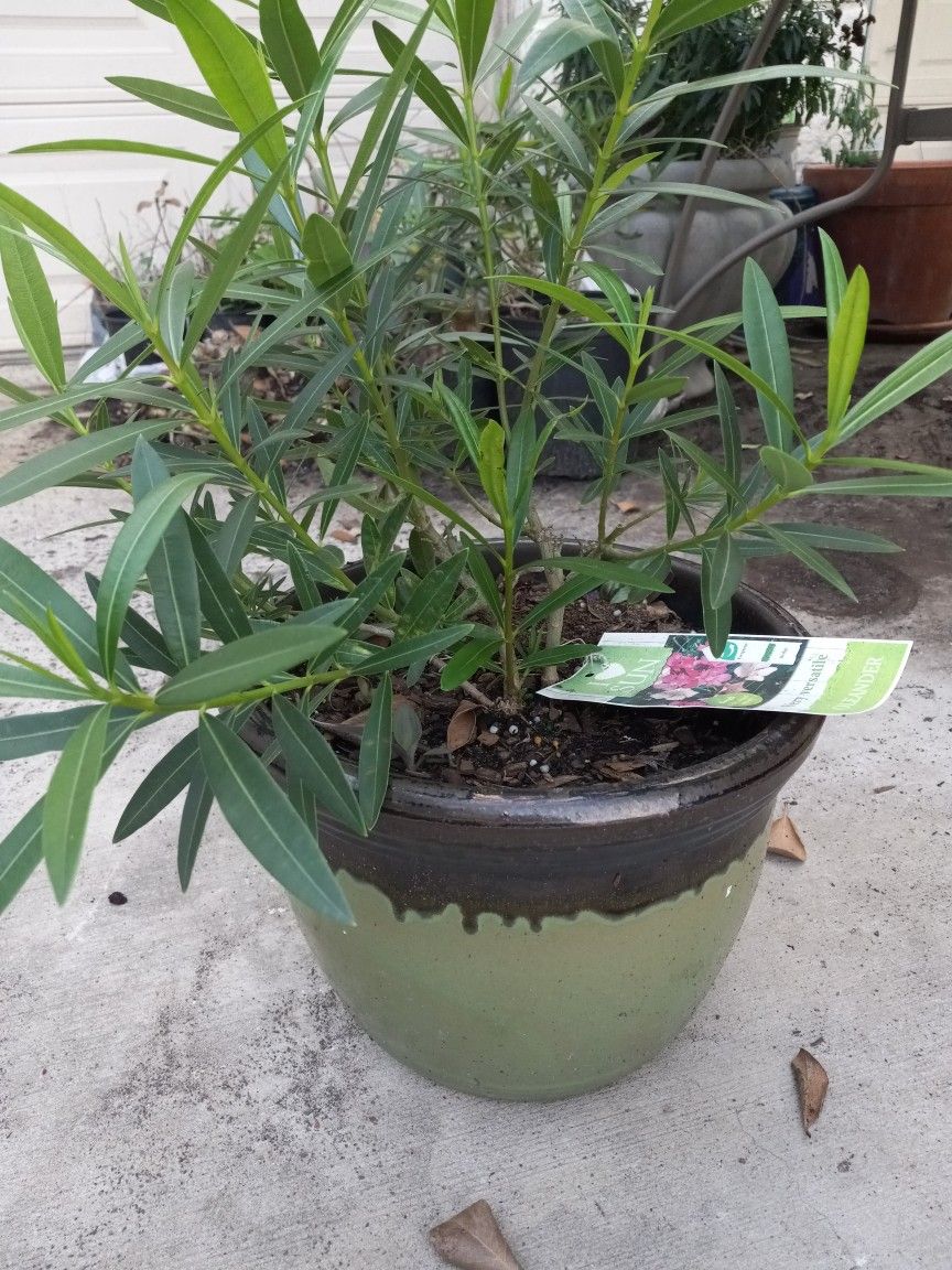 Oleander Plant In Glazed Clay Pot for Sale in San Antonio