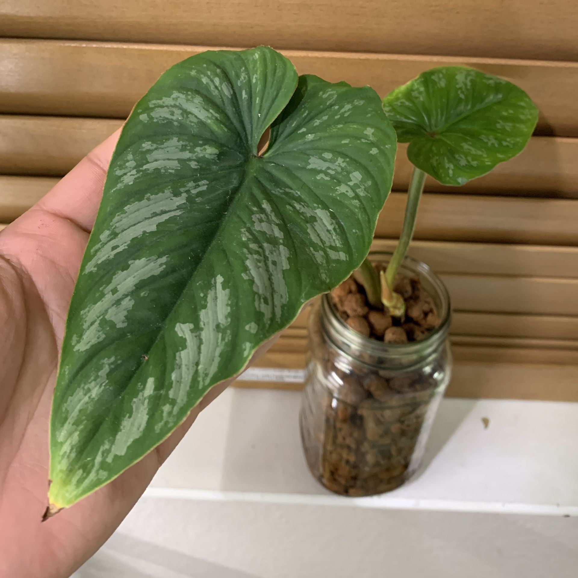 Philodendron Mamei