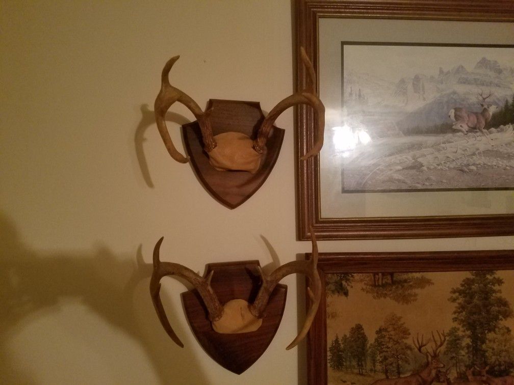 Deer Mounts