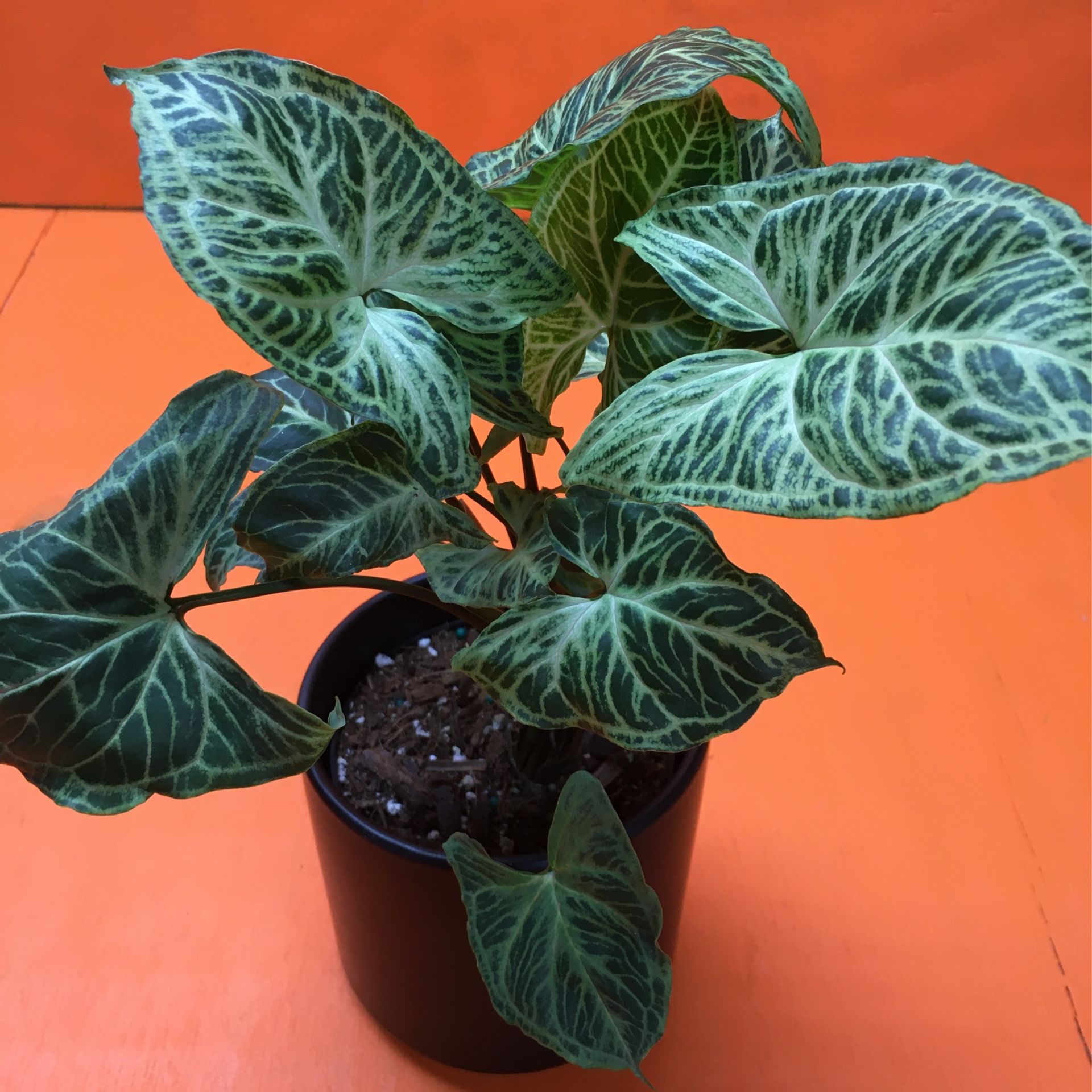 Indoor Plant Syngonium Batik