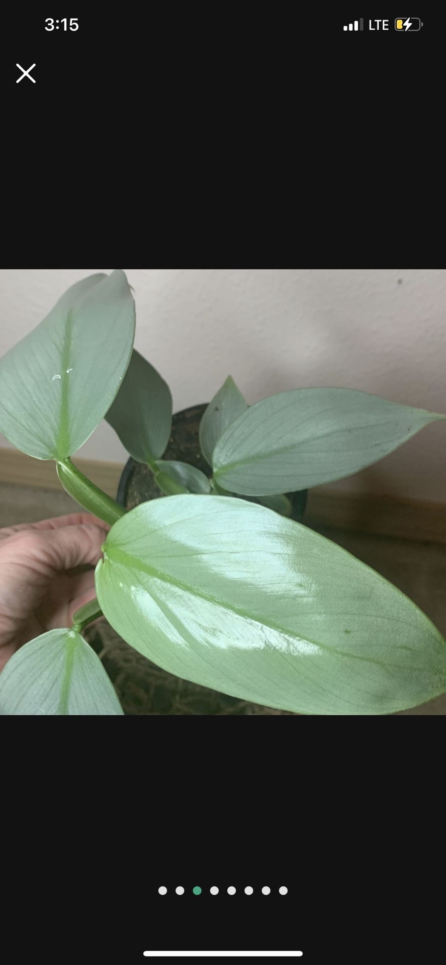 Silver Sword Philodendron Hastatum