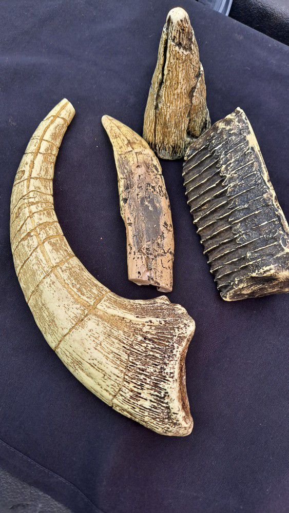 Replicas Of Tooth of Dinosaur 