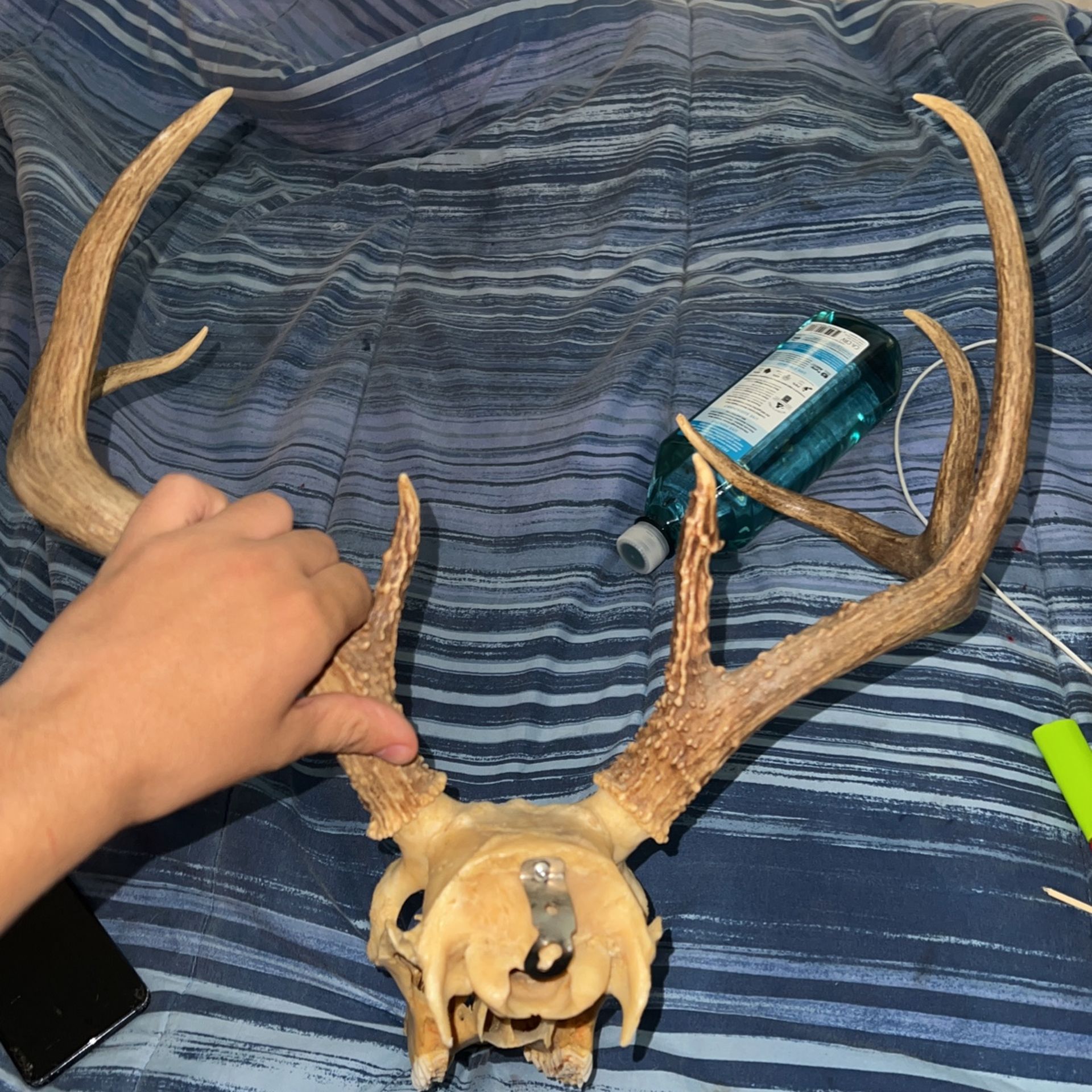 8 Point Deer Head