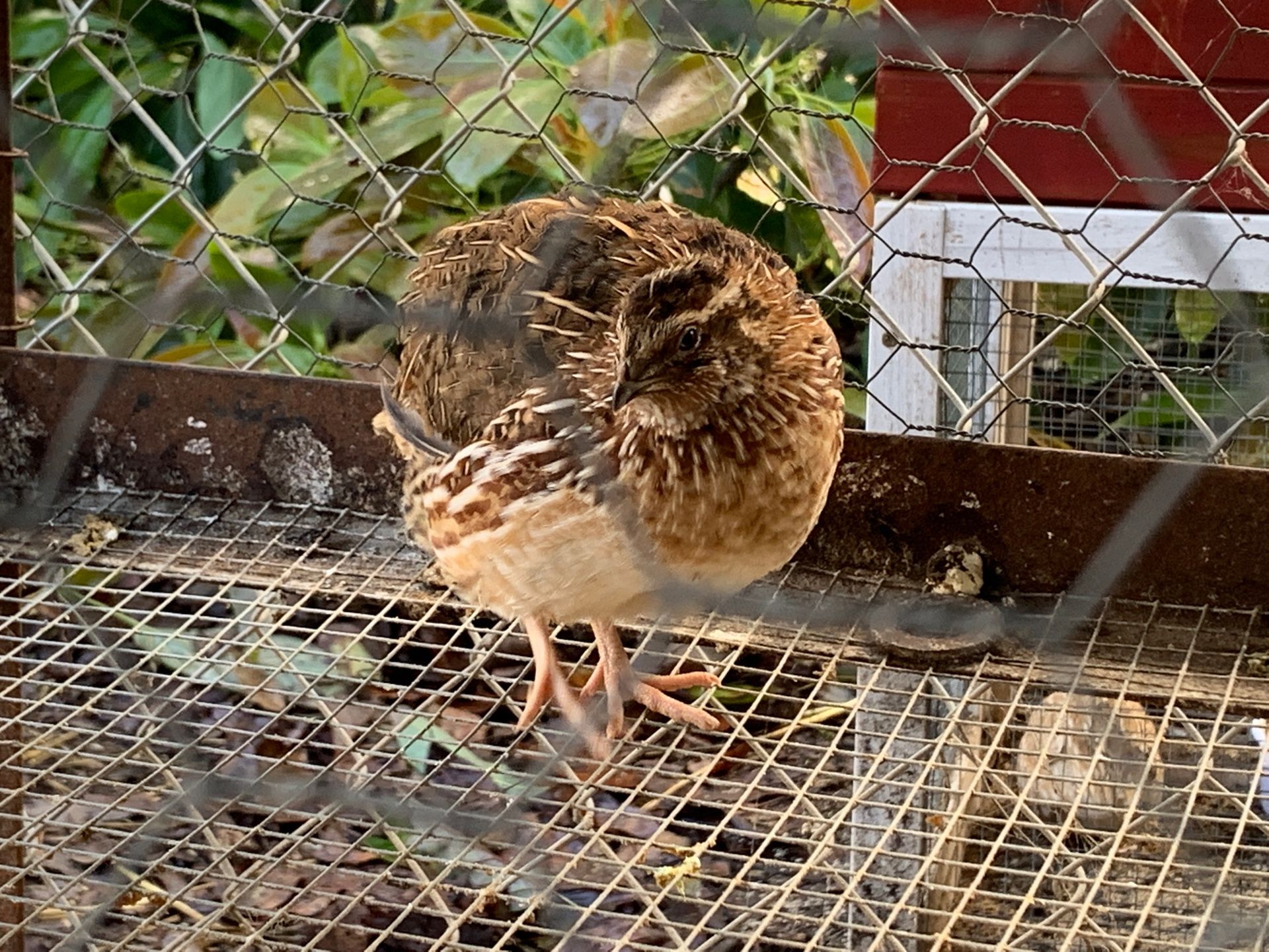 Coturnix quail for Sale in Oceanside, CA OfferUp