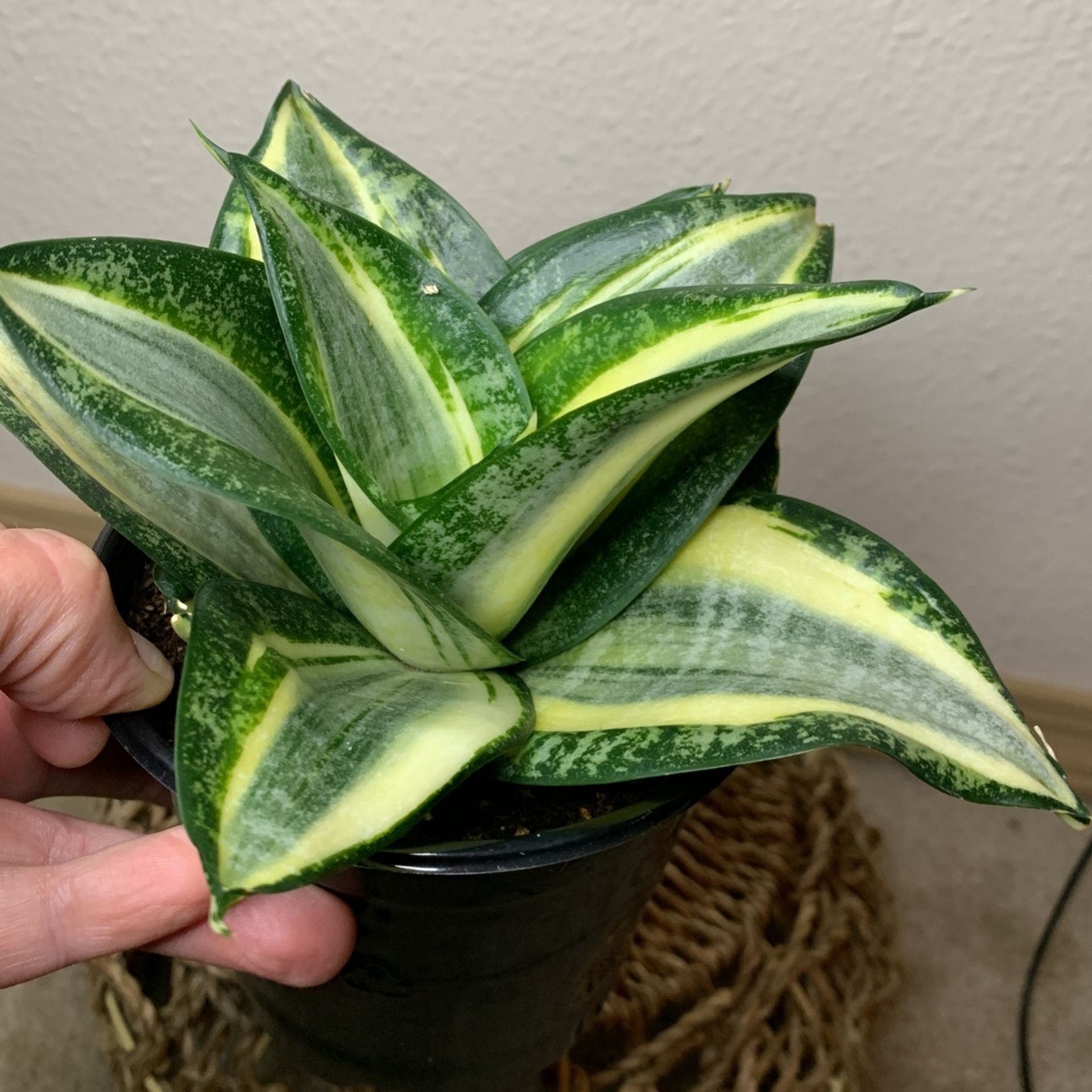 Birdsnest Snake Plant Sansiveria Low Light