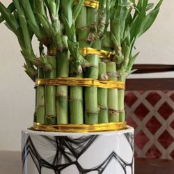 Lucky Bamboo 35 Live Plant Rooted Assorted Fountain  Thumbnail