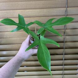 Philodendron Florida Ghost  Thumbnail