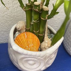 Lucky bamboo 4” - Pint Size Thumbnail